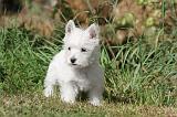 WESTIE 141